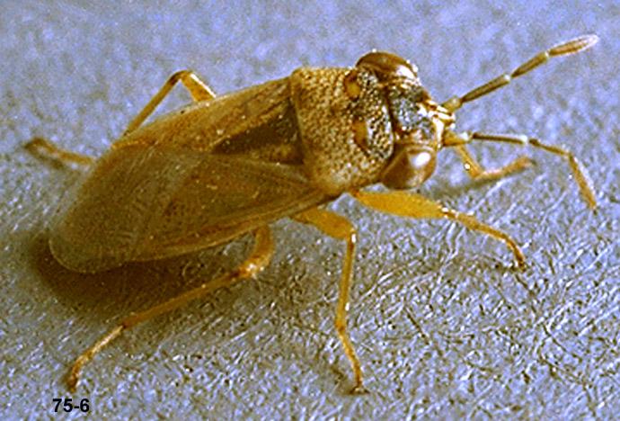 Bigeyed Bug Adult