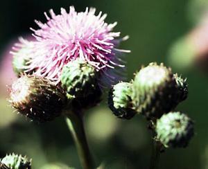 Canada Thistle (link to large image)
