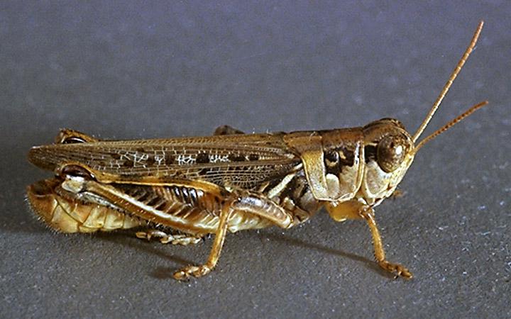 Adult Grasshoppers 63