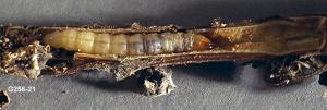 Mature Mint Root Borer Larva in Rhizome