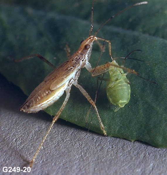 Damsel Bug Nymph and Aphid Prey