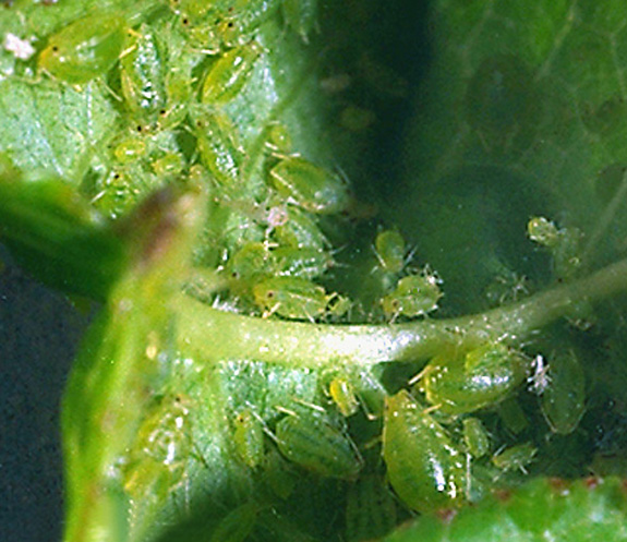 Colony of Wingless (apterous) Green Peach Aphids