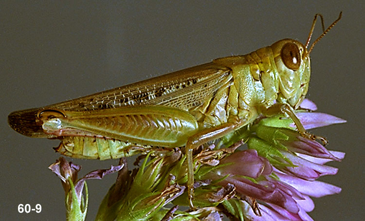 Adult Grasshoppers 107