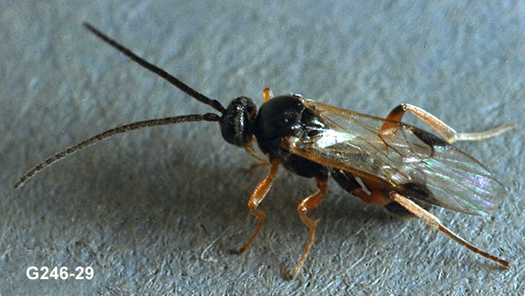 Adult Hymenoptera Parasite