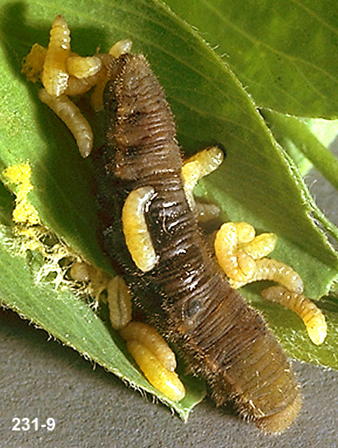 Parasite Larvae Emerging From Prey
