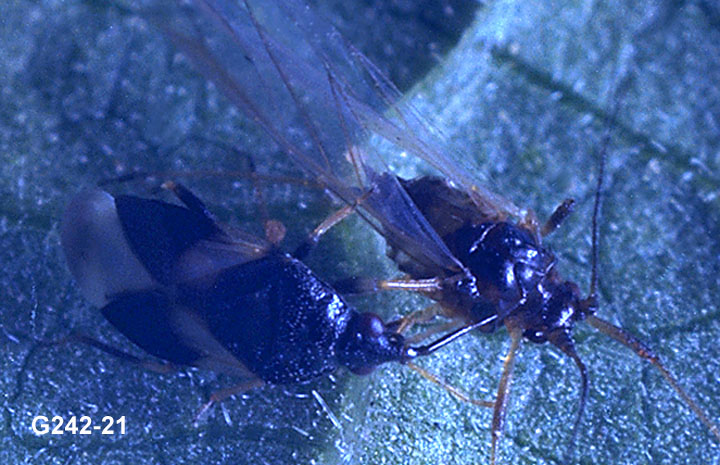 Minute Pirate Bug Adult and Aphid Prey