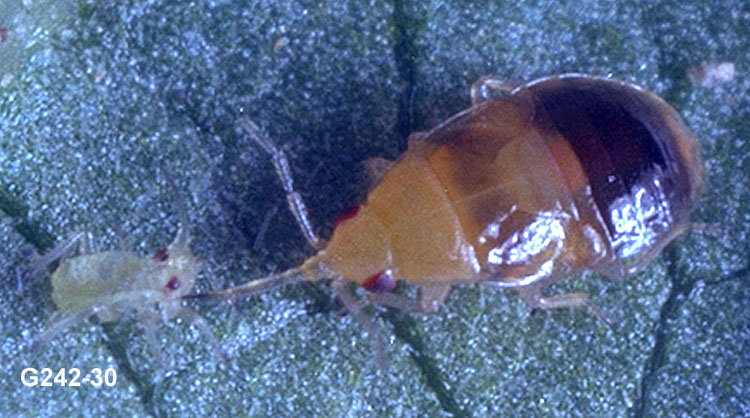 Minute Pirate Bug Nymph and Aphid Prey