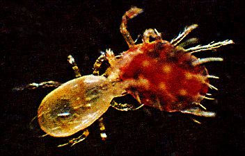 Predator Mite