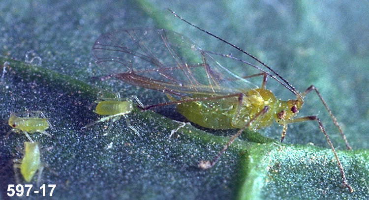 Winged and Wingless Potato Aphids