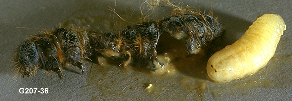 Larva of Tachinid Fly Emerging From Prey