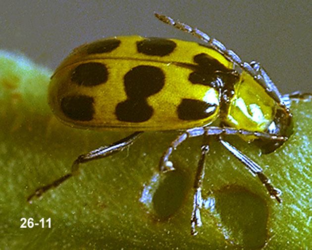 Western Spotted Cucumber Beetle Adult