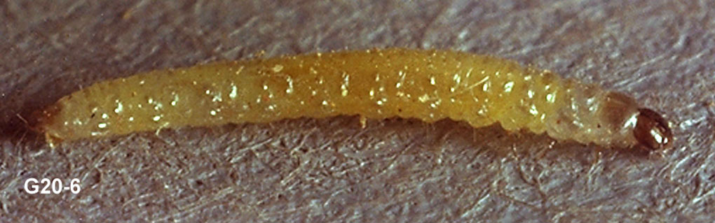 Western Spotted Cucumber Beetle Larva