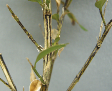 Boxwood blight dard streaks on stems