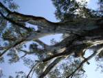 St Leonards - gum tree 
