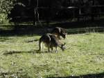 Grampions National Park - Kangaroos 1 
