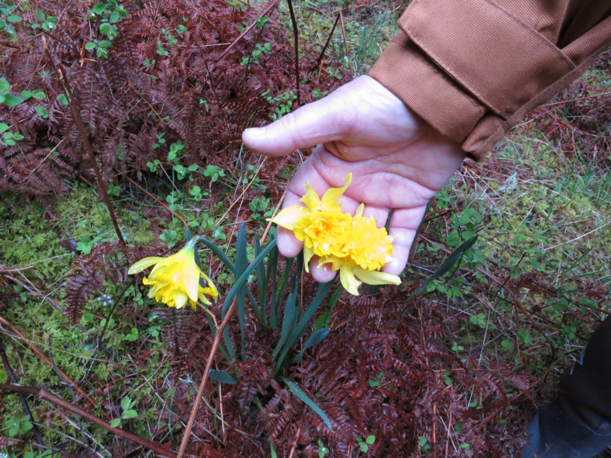 IMG_3328_homestead_daffodils.JPG