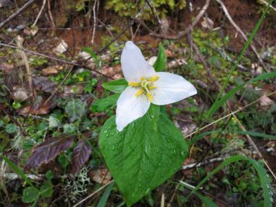 IMG_3332_native_white_trillium.JPG