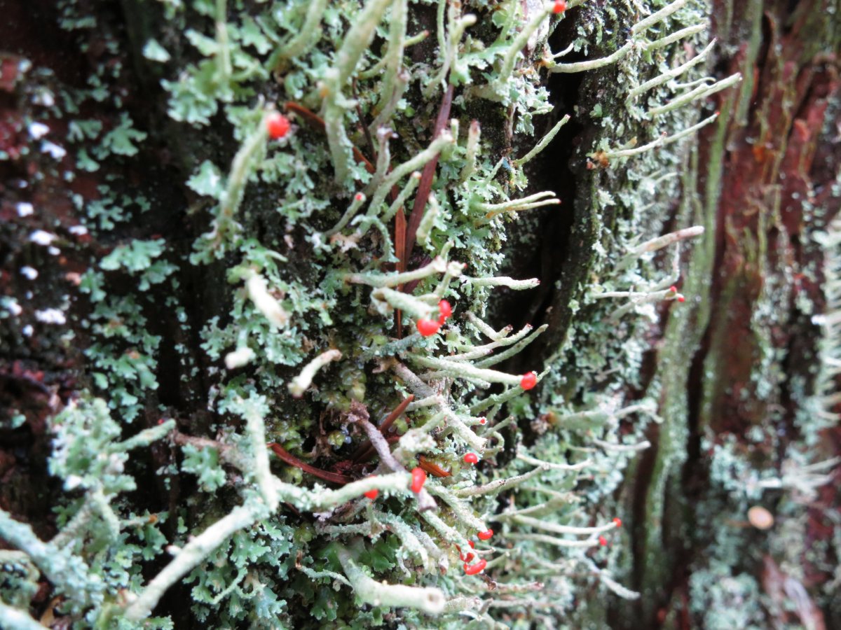 IMG_3337_red_flowering_lichen.JPG