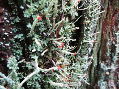 IMG_3337_red_flowering_lichen.JPG