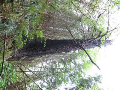 5_3_14_another_impressive_snag.JPG