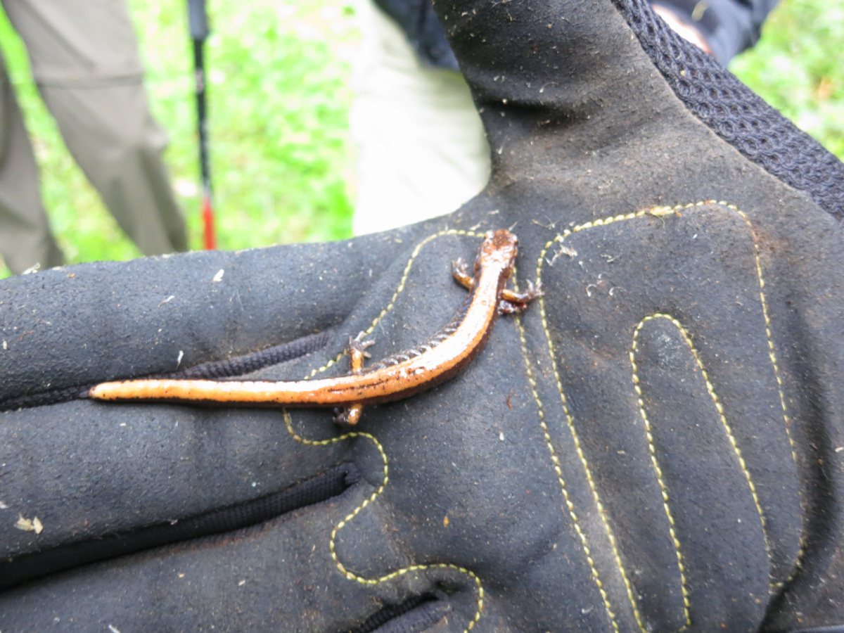 5_3_14_redback_salamander1.JPG