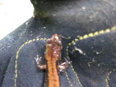 5_3_14_redback_salamander3.JPG