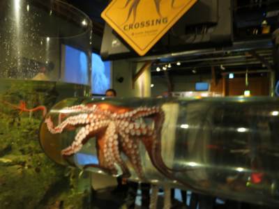 seattle_aquarium3.JPG