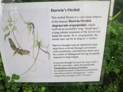 IMG_2327_Darwins_orchid.jpeg