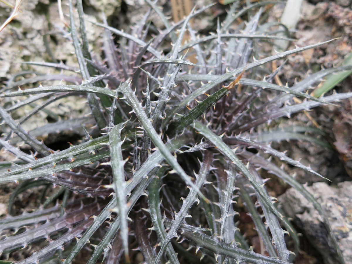 IMG_2341succulent.jpeg