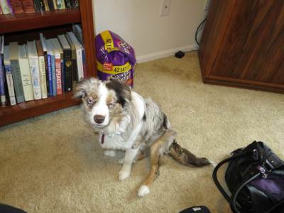 IMG_2380Kiah_Lori_s_puppy.jpeg