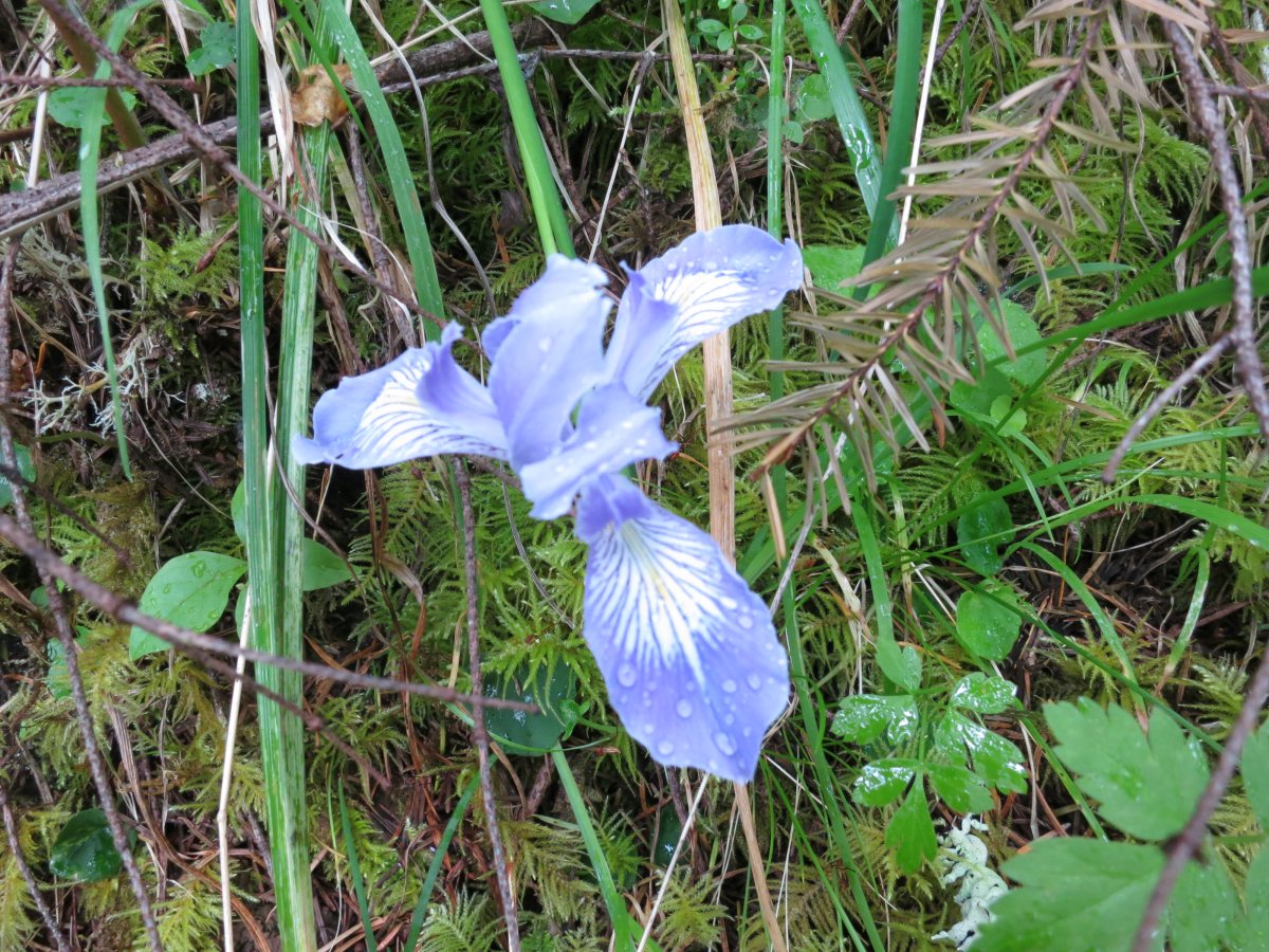 5_3_14_Oregon_Iris_common_along_trail.JPG