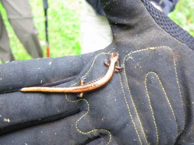 5_3_14_redback_salamander1.JPG