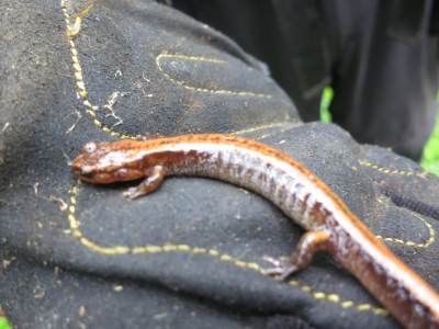 5_3_14_redback_salamander2.JPG