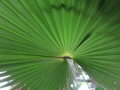 IMG_2318fern.jpeg