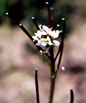 Little Bittercress Flowers (link to large image)