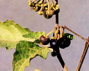 Black Nightshade Berries (link to large image)