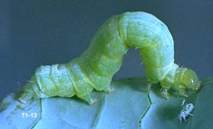 Cabbage looper larva