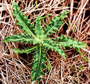 Canada Thistle (link to large image)