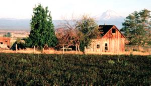 Peppermint field in central Oregon (Jefferson County)