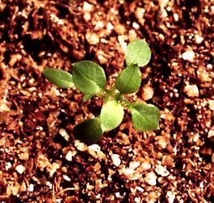 Common Chickweed Seedling (link to large image)