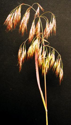 Downy Brome Grass (link to large image)