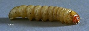 Link to large image (96K) of glassy cutworm larva