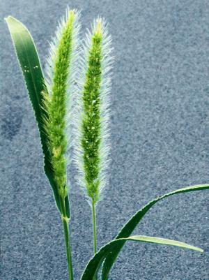 Green Foxtail (link to large image)