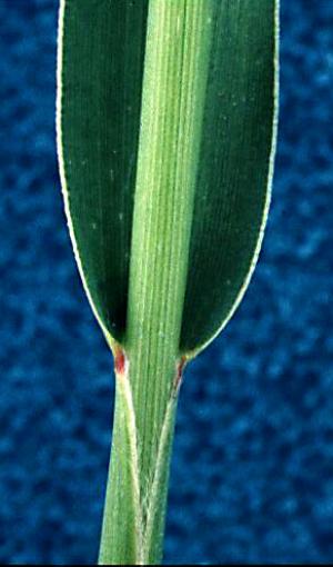 Green Foxtail Stem (link to large image)