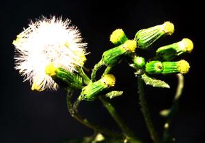 Common Groundsel (link to large image)