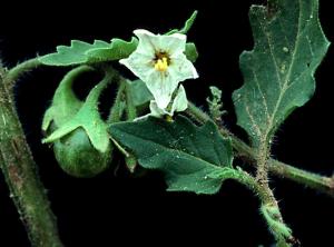 Hairy Nightshade (link to large image)