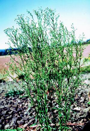 Horseweed Mature Plant (link to large image)