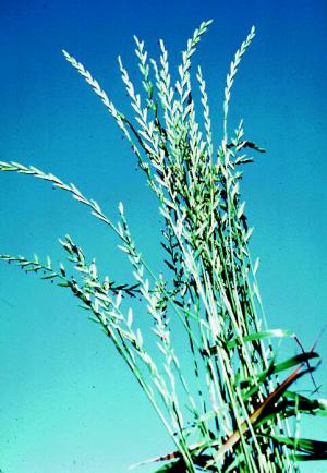 Italiian Ryegrass (link to large image)