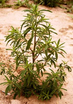 Kochia Mature Plant (link to large image)