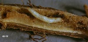 Link to large image (110K) of mint flea beetle larva